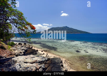 Royal Poinciana, flamboyant, Flame Tree (Delonix regia), plage de rêve sur la côte d'Ankifi avec vue sur Nosy Komba, Madagascar, Ankifi Banque D'Images