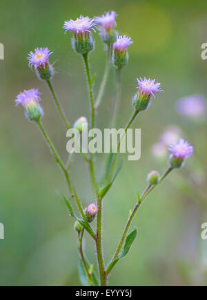 Fleabane amer, Bleu (vergerette Erigeron acris, Erigeron acer), l'inflorescence, l'Autriche, le Tyrol, Lechtaler Alpen Banque D'Images