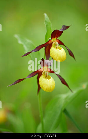 Lady's Slipper orchid (Cypripedium calceolus), deux fleurs, Allemagne, Bavière, Oberpfalz Banque D'Images