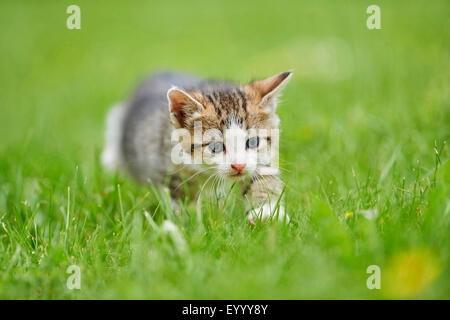 Chat domestique, le chat domestique (Felis silvestris catus) f., 6 semaines chaton dans un pré, Allemagne Banque D'Images