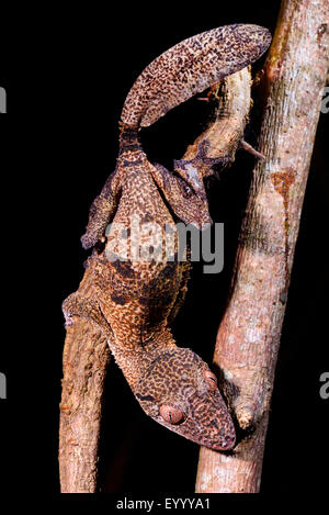 Henkel's gecko à queue de feuille (Uroplatus henkeli), sur une branche, Madagascar, Nosy Be, Lokobe Reserva Banque D'Images