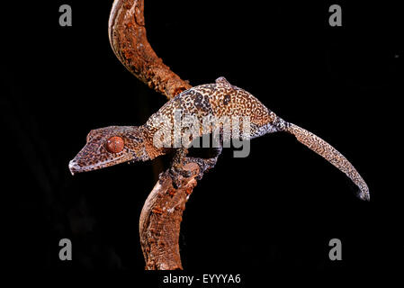 Henkel's gecko à queue de feuille (Uroplatus henkeli), sur une branche, Madagascar, Nosy Be, Lokobe Reserva Banque D'Images