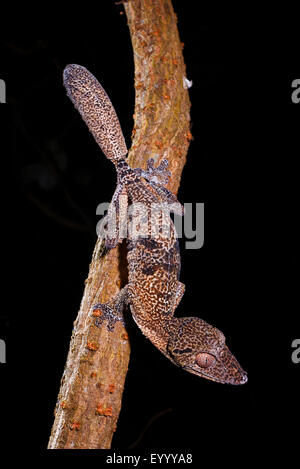 Henkel's gecko à queue de feuille (Uroplatus henkeli), sur une branche, Madagascar, Nosy Be, Lokobe Reserva Banque D'Images