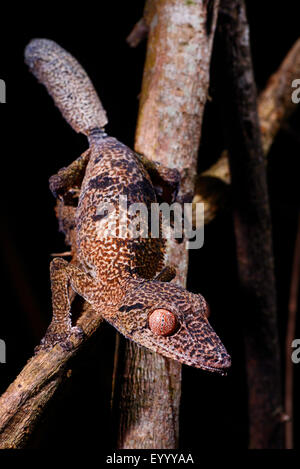 Henkel's gecko à queue de feuille (Uroplatus henkeli), sur une branche, Madagascar, Nosy Be, Lokobe Reserva Banque D'Images