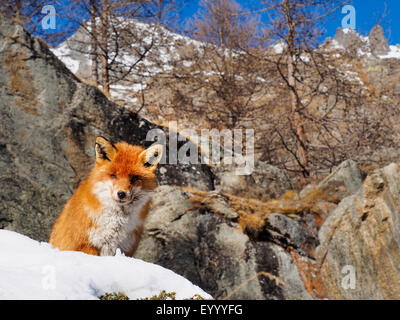 Le renard roux (Vulpes vulpes), Comité permanent sur l'éperon rocheux dans les montagnes enneigées, Italie, Val d'Aoste Banque D'Images