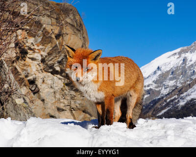 Le renard roux (Vulpes vulpes), debout dans les montagnes enneigées, Italie, Val d'Aoste Banque D'Images