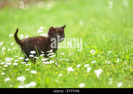 Chat domestique, le chat domestique (Felis silvestris catus), f. de six semaines chaton noir debout dans une prairie en fleurs, Allemagne Banque D'Images