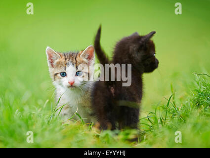 Chat domestique, le chat domestique (Felis silvestris catus), f. deux chatons de six semaines dans un pré, Allemagne Banque D'Images