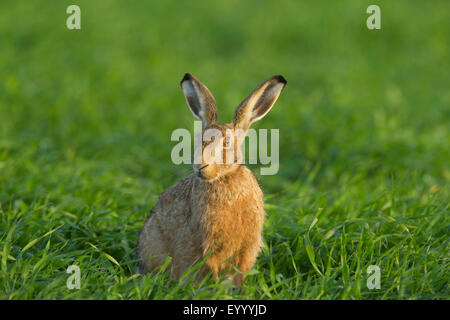 Lièvre européen, lièvre Brun (Lepus europaeus), est assis dans un pré, Allemagne Banque D'Images