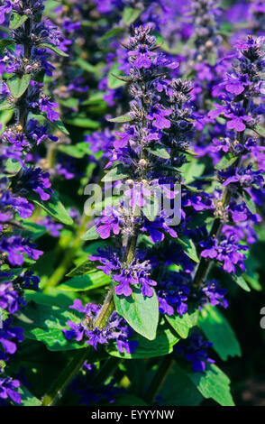 Bugleweed, Genève, bugle (Ajuga genevensis bugle rampante alpin), la floraison, Allemagne Banque D'Images