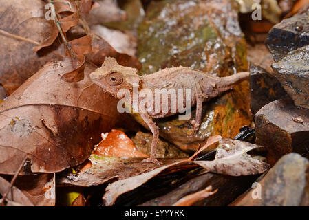 Feuille plaqué (caméléon Brookesia stumpfii), sur les feuilles tombées au sol, Madagascar, Nosy Be, Lokobe Reserva Banque D'Images