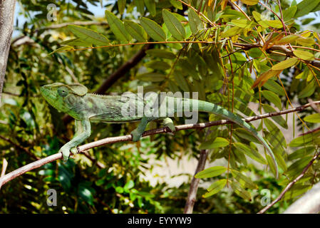 Madagascar géant caméléon, Caméléon, l'Oustalet l'Oustalet (Furcifer oustaleti caméléon géant, Chamaeleo oustaleti), homme, Madagascar, Montagne des Francais Banque D'Images