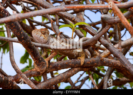 Madagascar géant caméléon, Caméléon, l'Oustalet l'Oustalet (Furcifer oustaleti caméléon géant, Chamaeleo oustaleti), femme, Madagascar, Montagne des Francais Banque D'Images