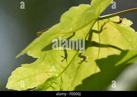Anole vert (Anolis carolinensis), shaddow sur un loeaf à rétroéclairage, USA, Floride Banque D'Images
