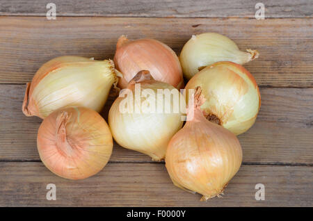 Jardin oignon, oignon, bulbe oignon commun (Allium cepa), des oignons doux Banque D'Images