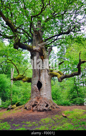 Le chêne commun, le chêne pédonculé, chêne pédonculé (Quercus robur), vieux chêne dans l'ancienne forêt de Sababurg, Allemagne, Hesse, de Reinhardswald, urwald sa Banque D'Images