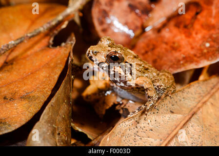 Grenouille de verre malgache (Mantidactylus ulcerosus), bien camouflée en grenouille tropical rain forest, Madagascar, Nosy Be, Lokobe Banque D'Images
