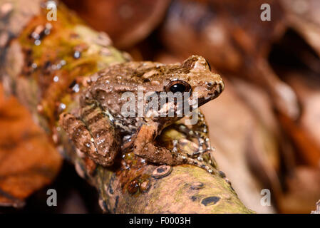 Grenouille de verre malgache (Mantidactylus ulcerosus), bien camouflée en grenouille tropical rain forest, Madagascar, Nosy Be, Lokobe Banque D'Images