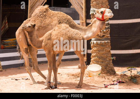 Une bosse de Dromadaire (Camelus dromedarius) avec les jeunes. Wadi Rum Jordanie Moyen Orient Banque D'Images