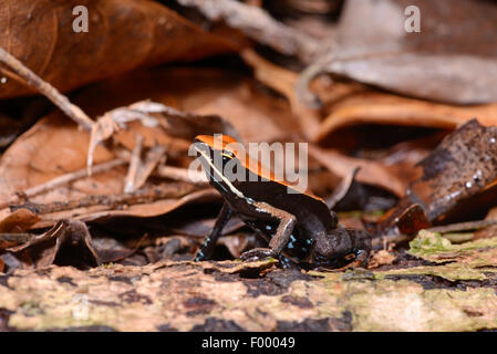 Golden Frog Betsileo, Bronze Mantella, Brown Mantella (Mantella betsileo), sur les feuilles tombées au sol, Madagascar, Nosy Be, Lokobe Reserva Banque D'Images