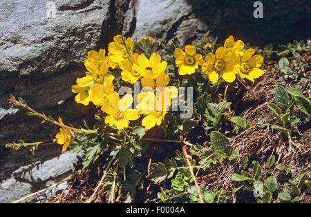 Creeping Avens (Geum reptans), blooming, Allemagne Banque D'Images