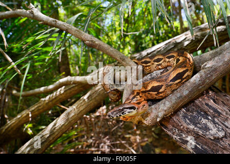 Boa malgache, Madagascar Rez Boa (Acrantophis madagascariensis, Boa madagascariensis), sur une branche, Madagascar, Nosy Be, Lokobe Reserva Banque D'Images