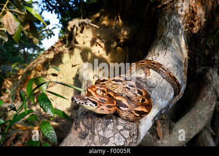 Boa malgache, Madagascar Rez Boa (Acrantophis madagascariensis, Boa madagascariensis), sur une branche, Madagascar, Nosy Be, Lokobe Reserva Banque D'Images