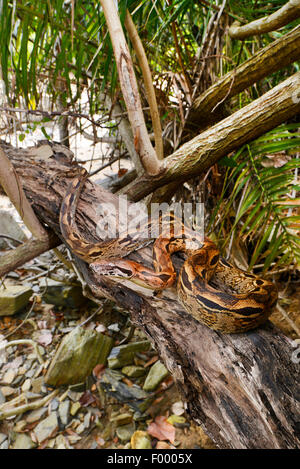 Boa malgache, Madagascar Rez Boa (Acrantophis madagascariensis, Boa madagascariensis), sur une branche, Madagascar, Nosy Be, Lokobe Reserva Banque D'Images