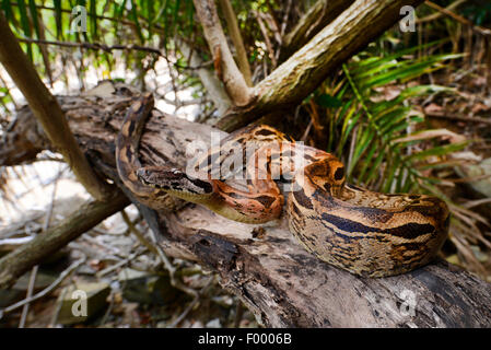 Boa malgache, Madagascar Rez Boa (Acrantophis madagascariensis, Boa madagascariensis), les vents autour d'une branche, Madagascar, Nosy Be, Lokobe Reserva Banque D'Images