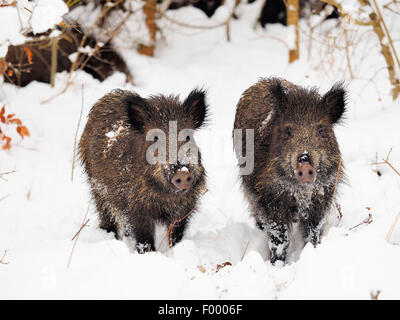 Le sanglier, le porc, le sanglier (Sus scrofa), deux sangliers en hiver, l'Allemagne, Bade-Wurtemberg Banque D'Images