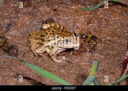 L'herbe des Mascareignes Mascarene grenouille, grenouille Ptychadena mascareniensis (sillons), se trouve sur le terrain, à Madagascar, le Parc National d'Ankarana Banque D'Images