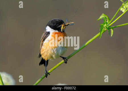 (Saxicola torquata Stonechat commun), homme avec le fourrage dans le projet de loi, l'Allemagne, en Rhénanie du Nord-Westphalie, NSG Dingdener Heide Banque D'Images