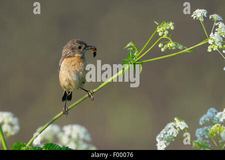 (Saxicola torquata Stonechat commun), femme avec le fourrage dans le projet de loi, l'Allemagne, en Rhénanie du Nord-Westphalie, NSG Dingdener Heide Banque D'Images