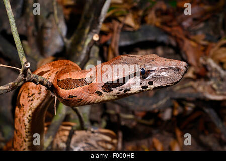 Boa malgache, Madagascar Rez Boa (Acrantophis madagascariensis, Boa madagascariensis), portrait, Madagascar, Nosy Be, Lokobe Reserva Banque D'Images