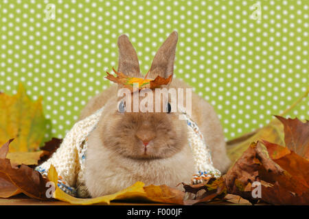 Netherland Dwarf (Oryctolagus cuniculus f. domestica), lapin nain avec écharpe en automne Banque D'Images