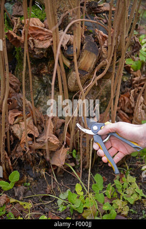 Le noisetier commun (Corylus avellana), couper les pousses latérales d'un jeune hazel bush, Allemagne Banque D'Images