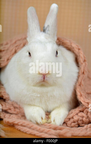 Netherland Dwarf (Oryctolagus cuniculus f. domestica), lapin nain adorable en altitude dans un foulard Banque D'Images