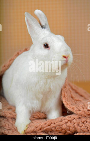 Netherland Dwarf (Oryctolagus cuniculus f. domestica), lapin nain adorable en altitude dans un foulard Banque D'Images