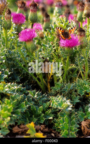 Le chardon des champs (Cirsium acaule), blooming, Allemagne Banque D'Images