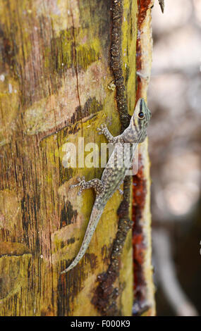 Journée d'Abbott (gecko Phelsuma abbotti), sur un tronc d'arbre, Madagascar, Nosy Be, Lokobe Reserva Banque D'Images