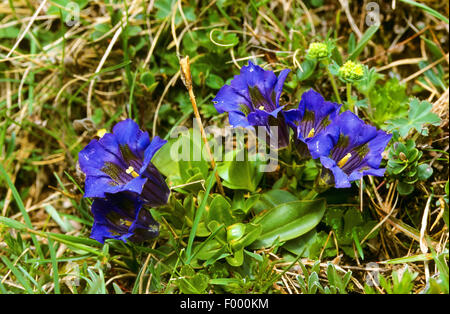 Gentiane (Gentiana acaulis trompette), la floraison, Allemagne Banque D'Images