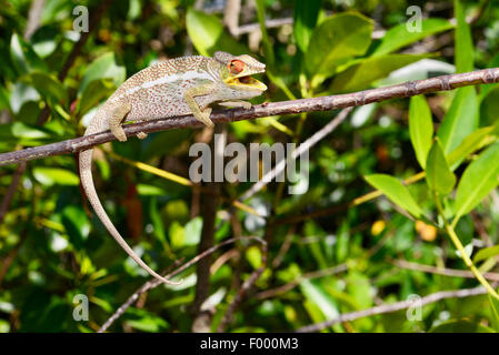 Caméléon panthère (Furcifer pardalis, Chamaeleo pardalis), dans une posture menaçante, Madagascar, Nosy Be, Lokobe Reserva Banque D'Images