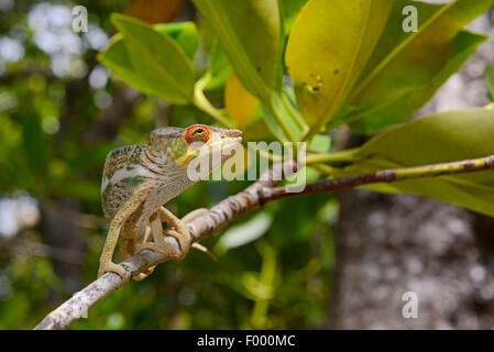 Caméléon panthère (Furcifer pardalis, Chamaeleo pardalis), cherche l'ombre, Madagascar, Nosy Be, Lokobe Reserva Banque D'Images