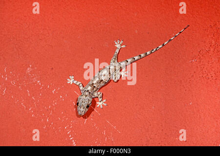 Maison de l'Afrique (gecko Hemidactylus mercatorius), se trouve sur un mur rouge, Madagascar, Ankifi Banque D'Images