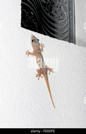 Maison de l'Afrique (gecko Hemidactylus mercatorius), est assis sur un mur, Madagascar, Ankifi Banque D'Images