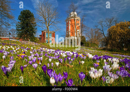 Crocus blanc au printemps, crocus (Crocus vernus ssp. albiflorus, Crocus albiflorus), les Jardins Botaniques Wuppertal avec Elisen Tower au printemps, l'Allemagne, en Rhénanie du Nord-Westphalie, Wuppertal Banque D'Images