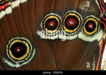 Morpho peleides morpho (bleu), oeil spots sur une aile d'un morpho bleu Banque D'Images