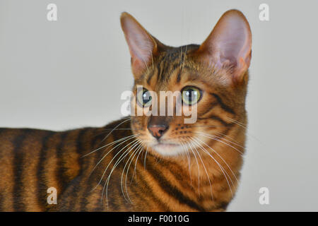 Toyger (Felis silvestris catus), f. Toyger attentif regarde autour de tomcat Banque D'Images