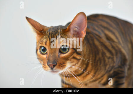 Toyger (Felis silvestris catus), f. tomcat Toyger ressemble attentivly Banque D'Images