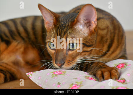 Toyger (Felis silvestris catus), f. tomcat Toyger joue avec un petit oreiller Banque D'Images